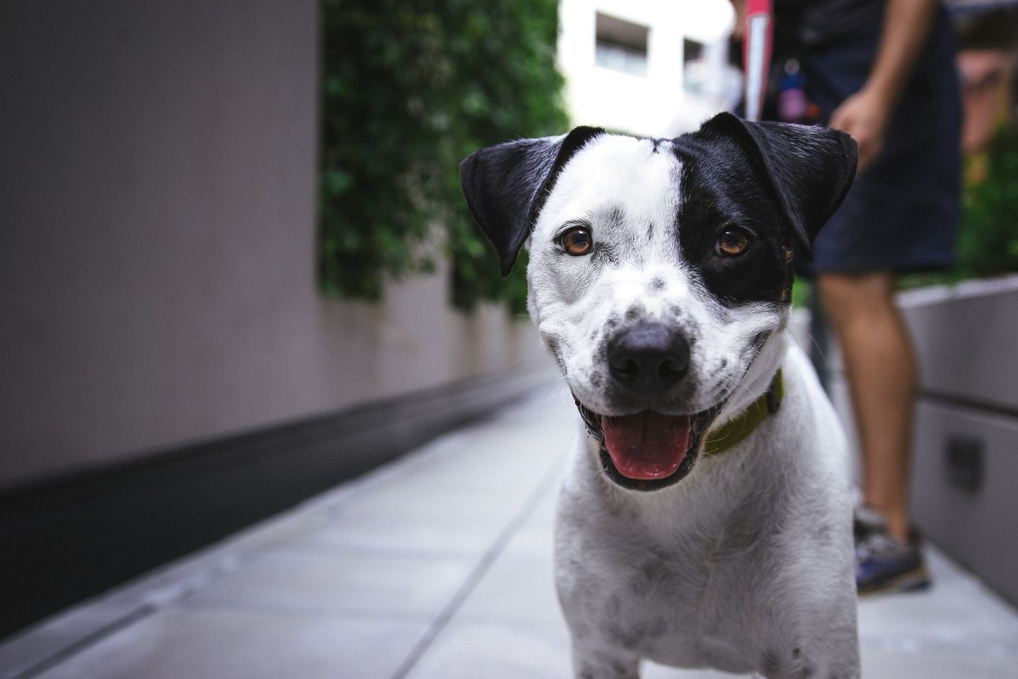 Anagrafe canina: il calendario del mese di febbraio 2024