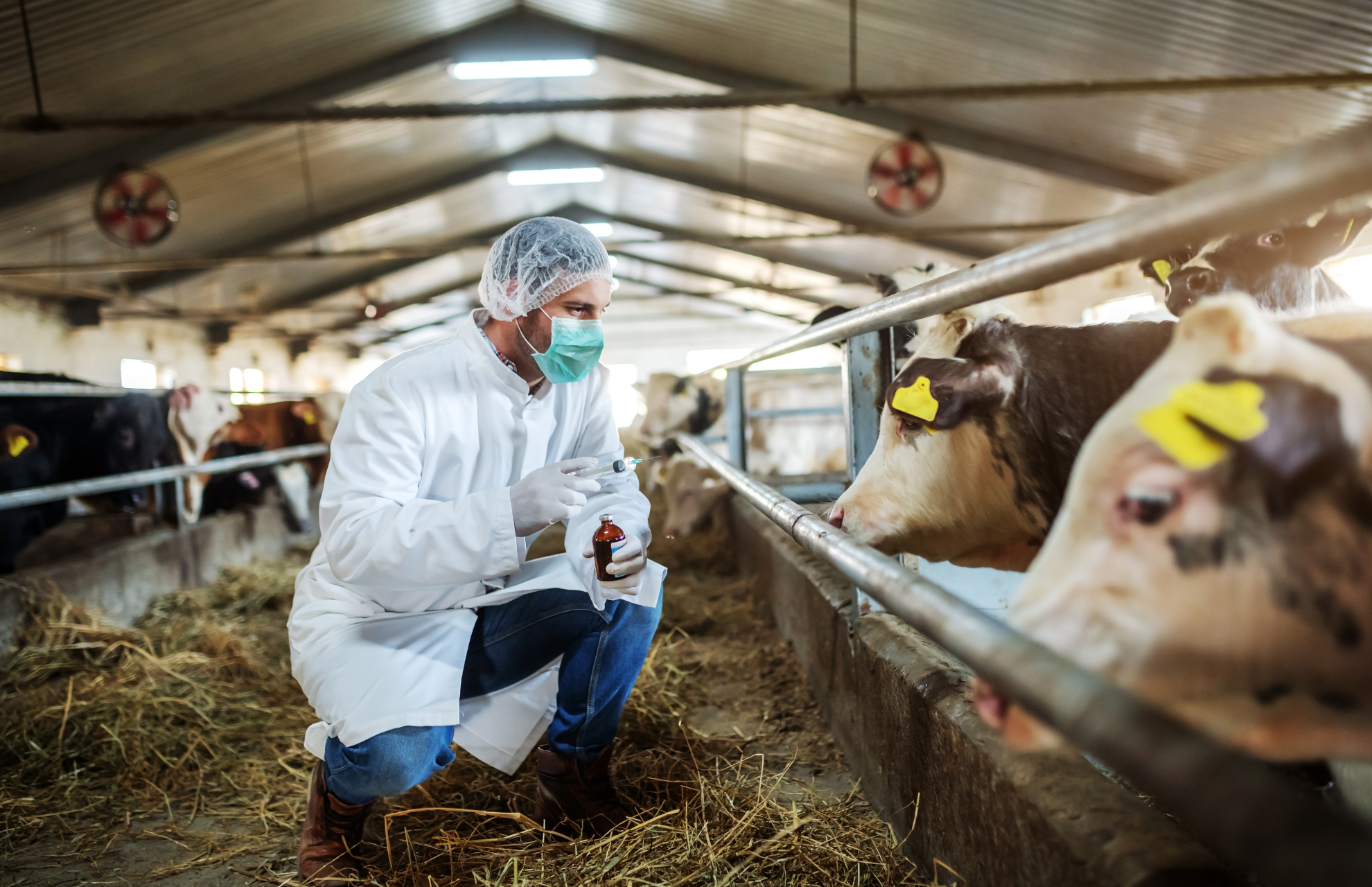 Veterinari: La Asl n.1 ha avviato una mobilità esterna volontaria