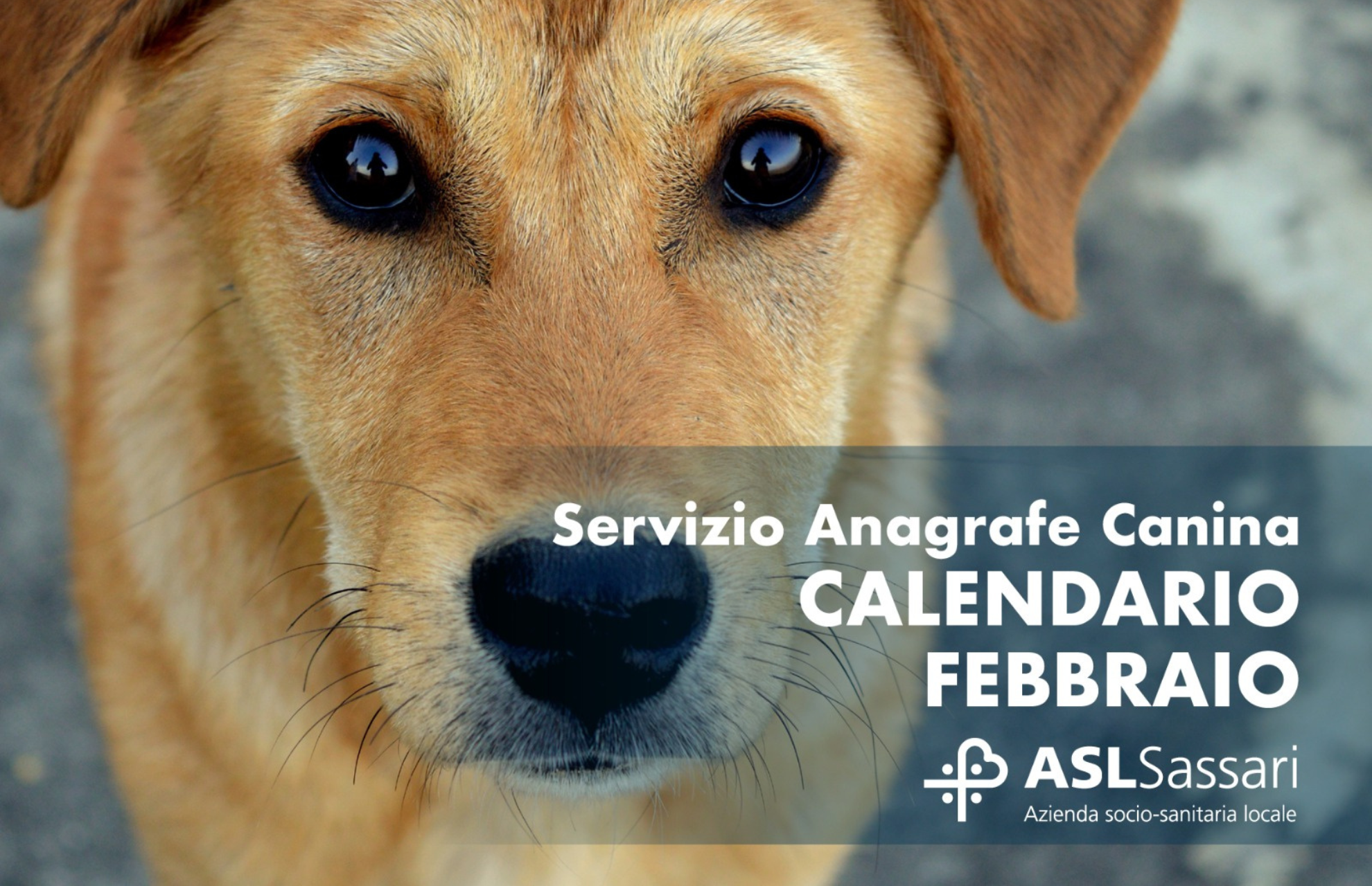Anagrafe canina: il calendario del mese di febbraio