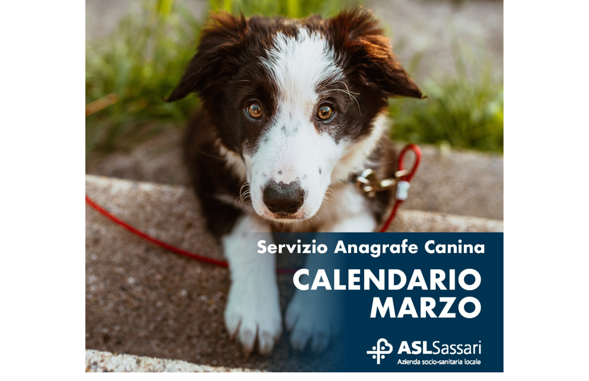 Anagrafe canina: il calendario del mese di marzo