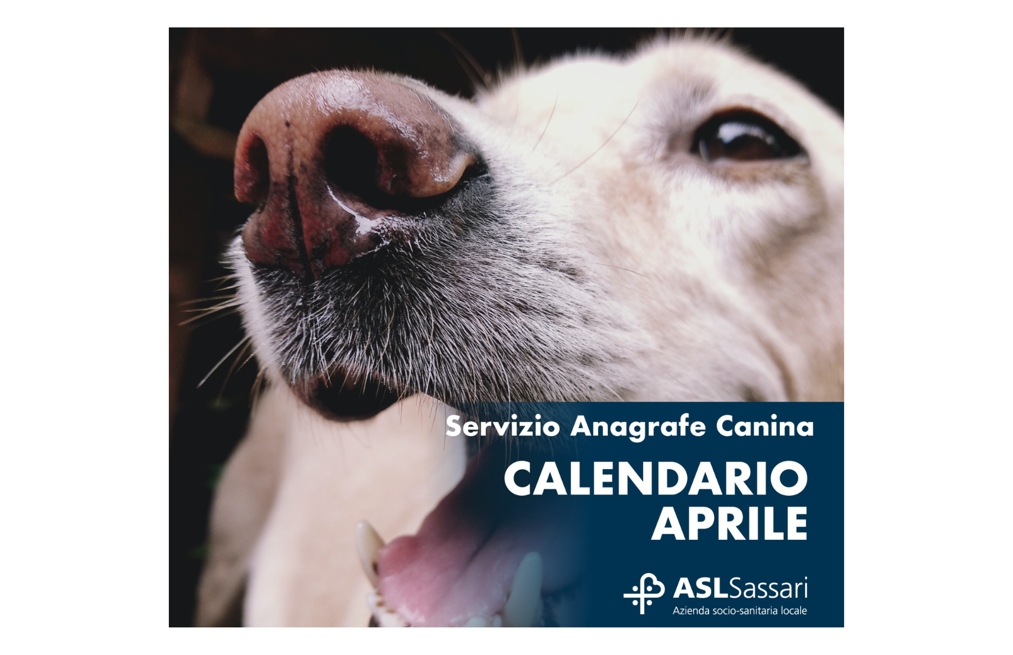 Anagrafe Canina: il Calendario di Aprile 2023