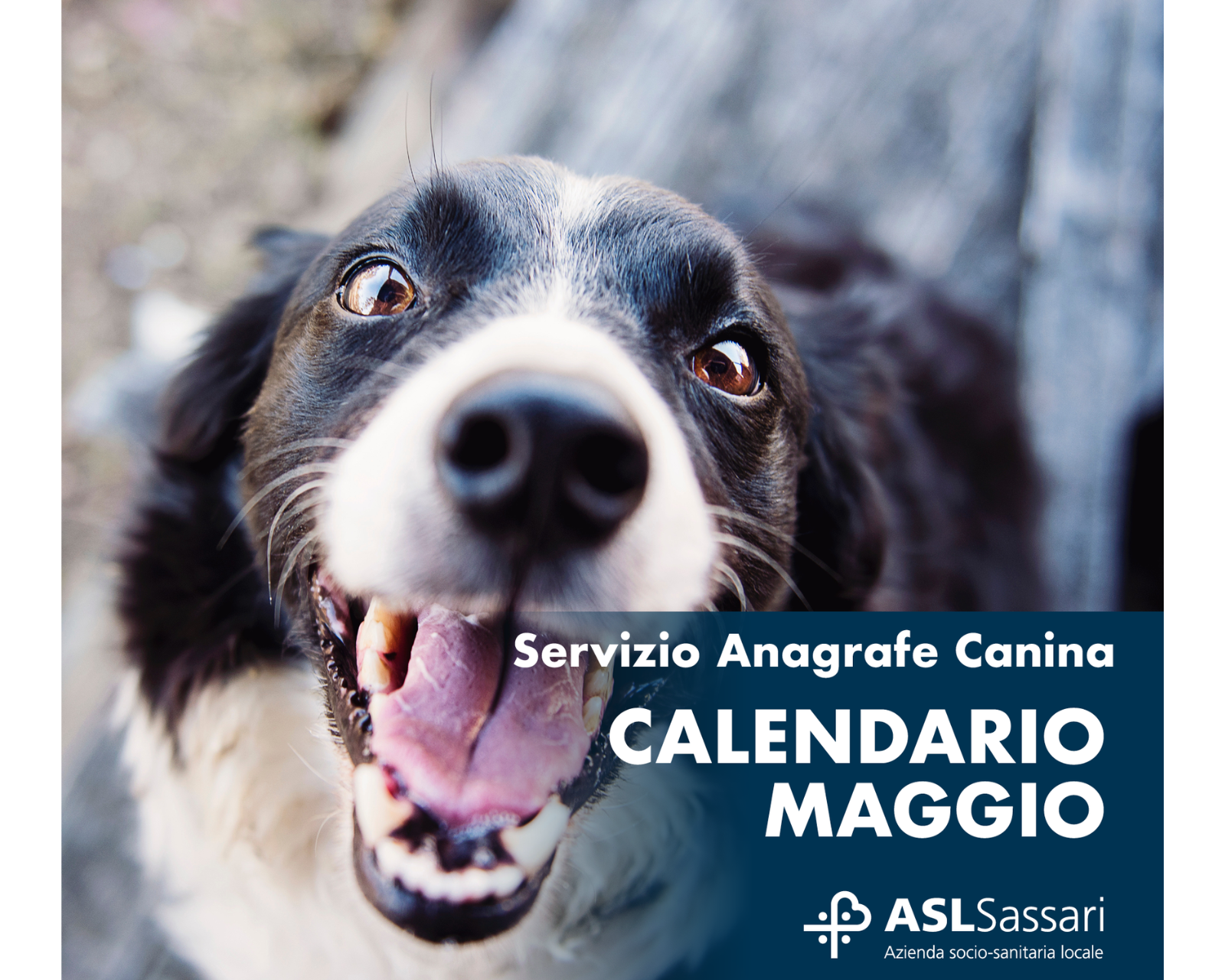 Anagrafe Canina: il Calendario di maggio 2023