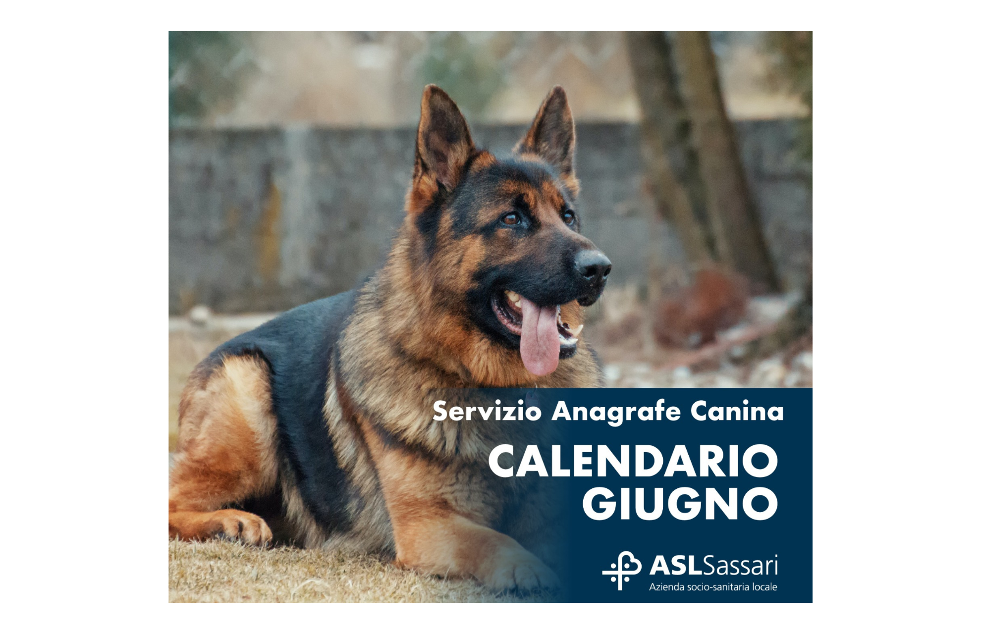 Anagrafe canina: il calendario del mese di giugno 2023