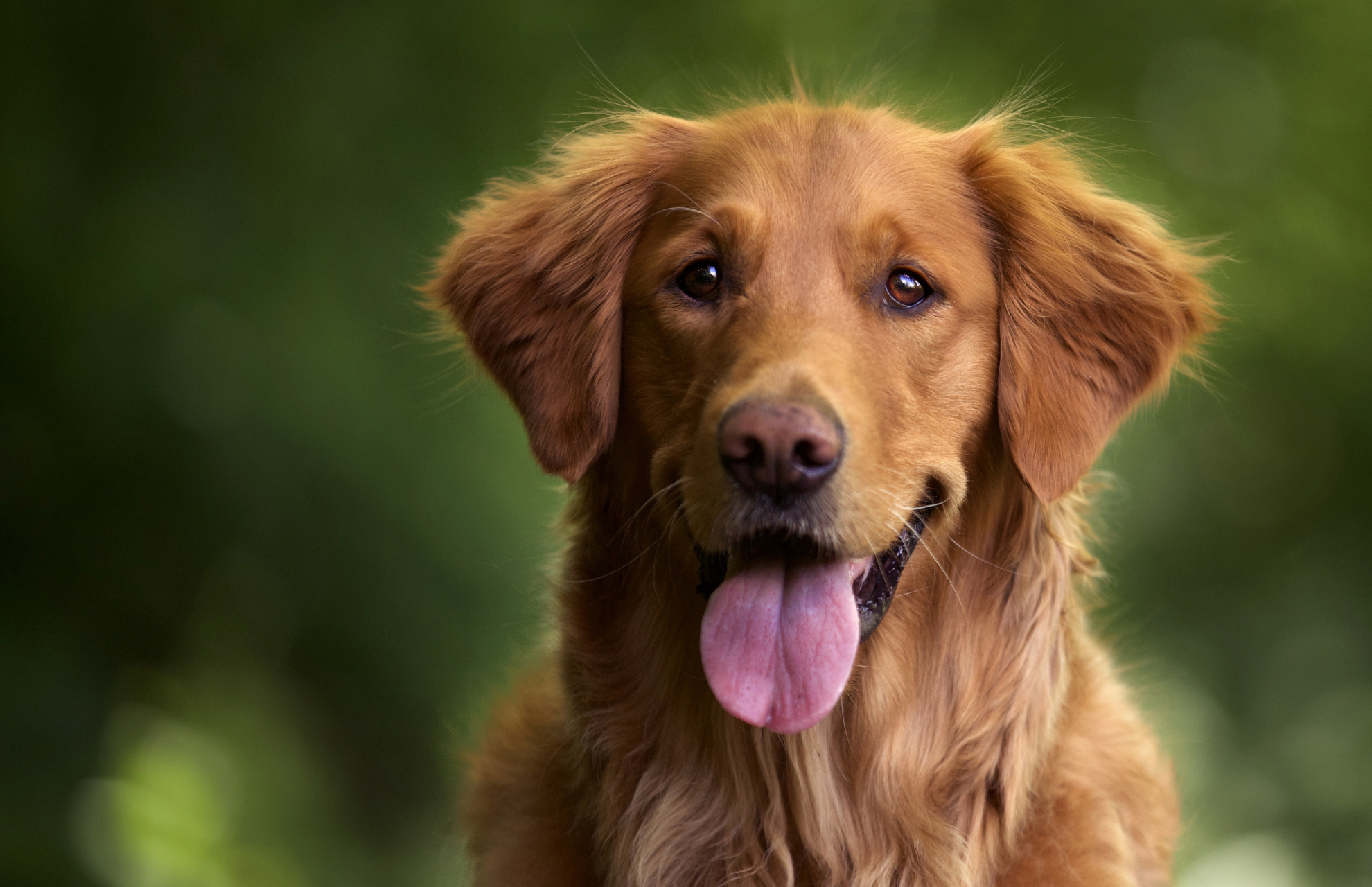 Anagrafe canina: il calendario del mese di ottobre 2023