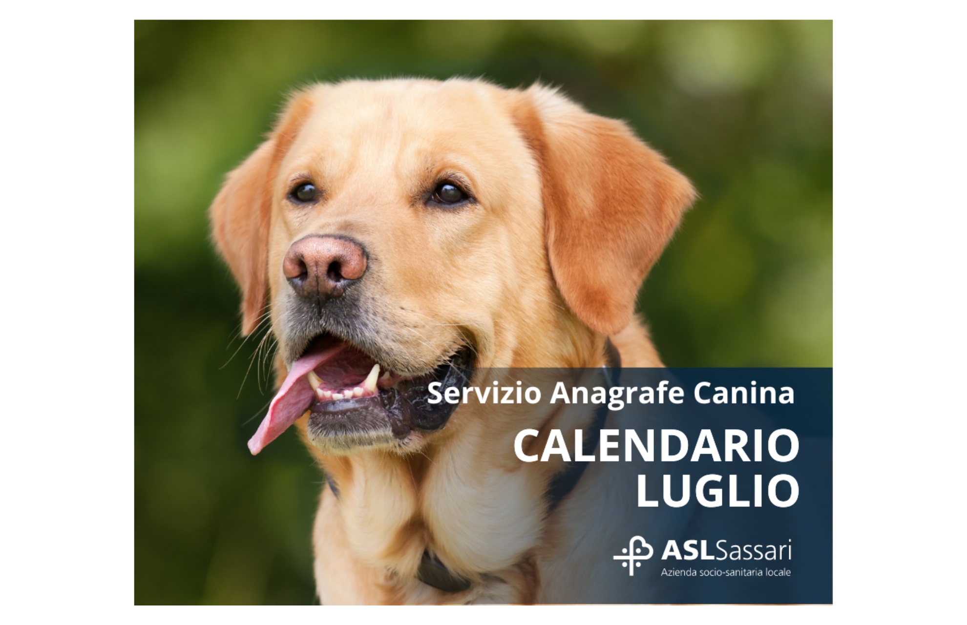 servizio di anagrafe canina, il calendario di luglio