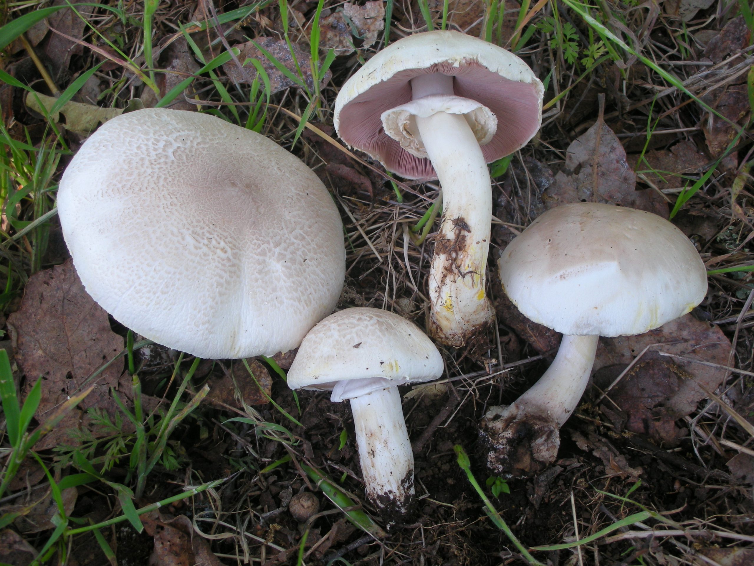 Agaricus xanthodermus Genev