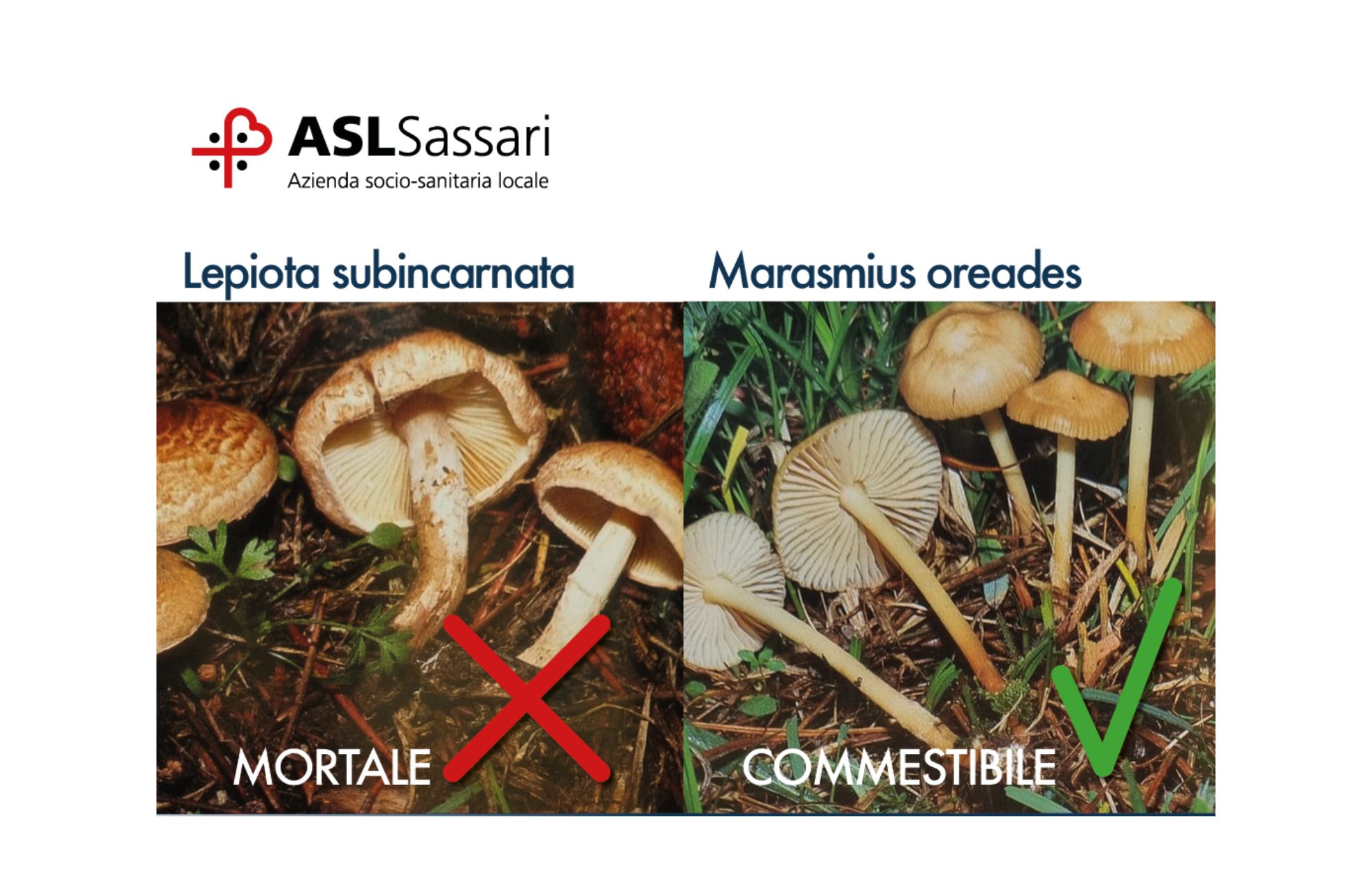 Asl Sassari: prima intossicazione da consumo di funghi
