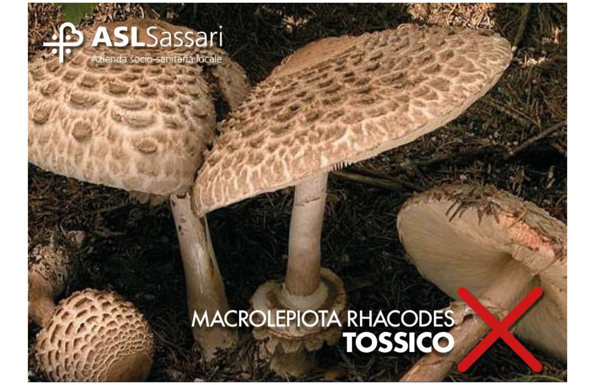 Asl Sassari: l’appello dei micologi