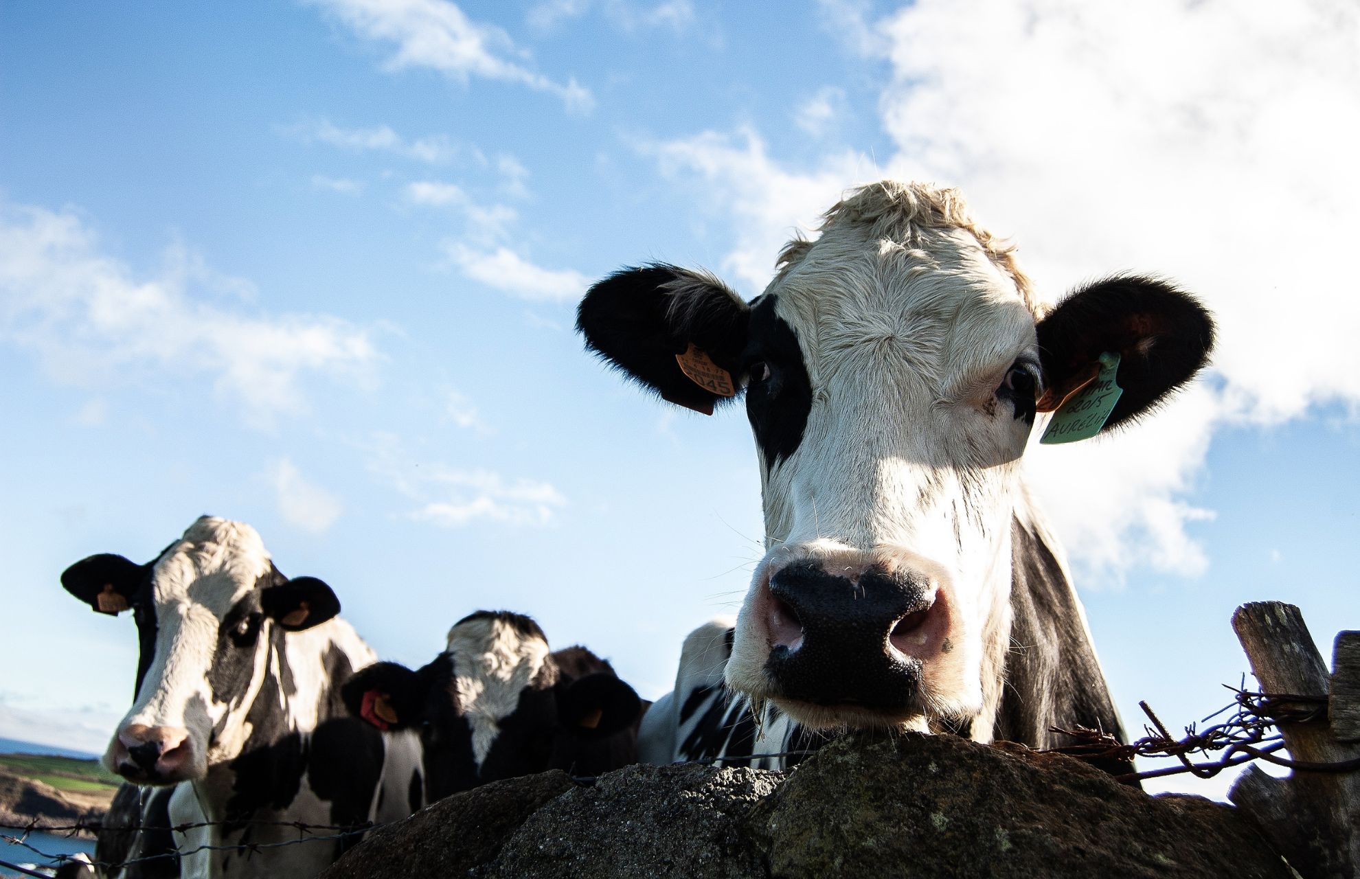 Febbre catarrale: nuove regole per la movimentazione dei bovini