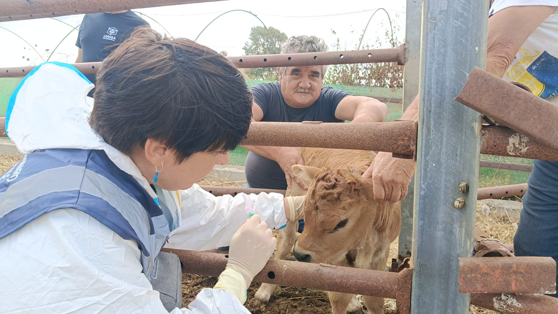 Dermatite Nodulare e Blue Tongue: ampia campagna vaccinale in corso