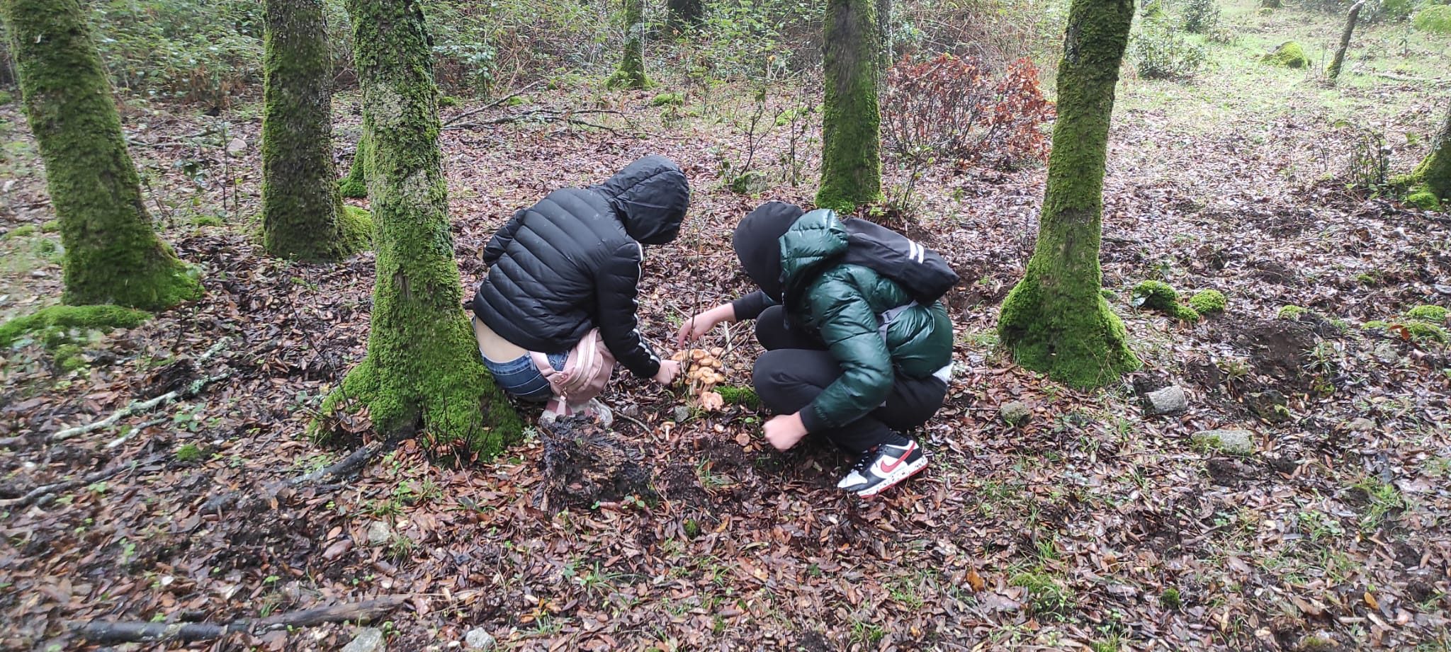 Intossicazione in seguito al consumo di funghi: l’appello