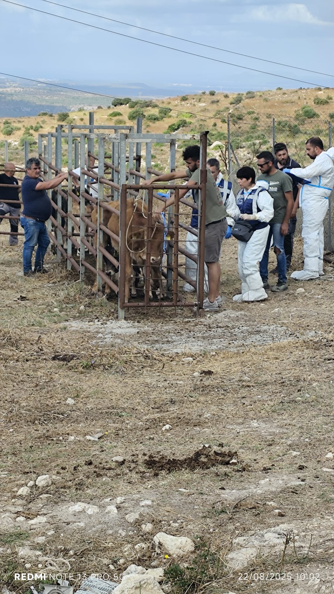 Dermatite bovina: estinti i focolai del Nord ovest Sardegna