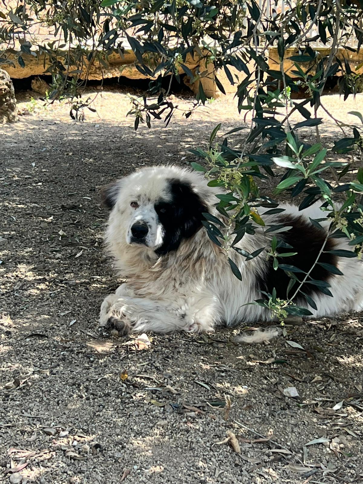 Sterilizzazione e microcchippatura dei cani da pastore: la campagna parte dal Nord dell’Isola
