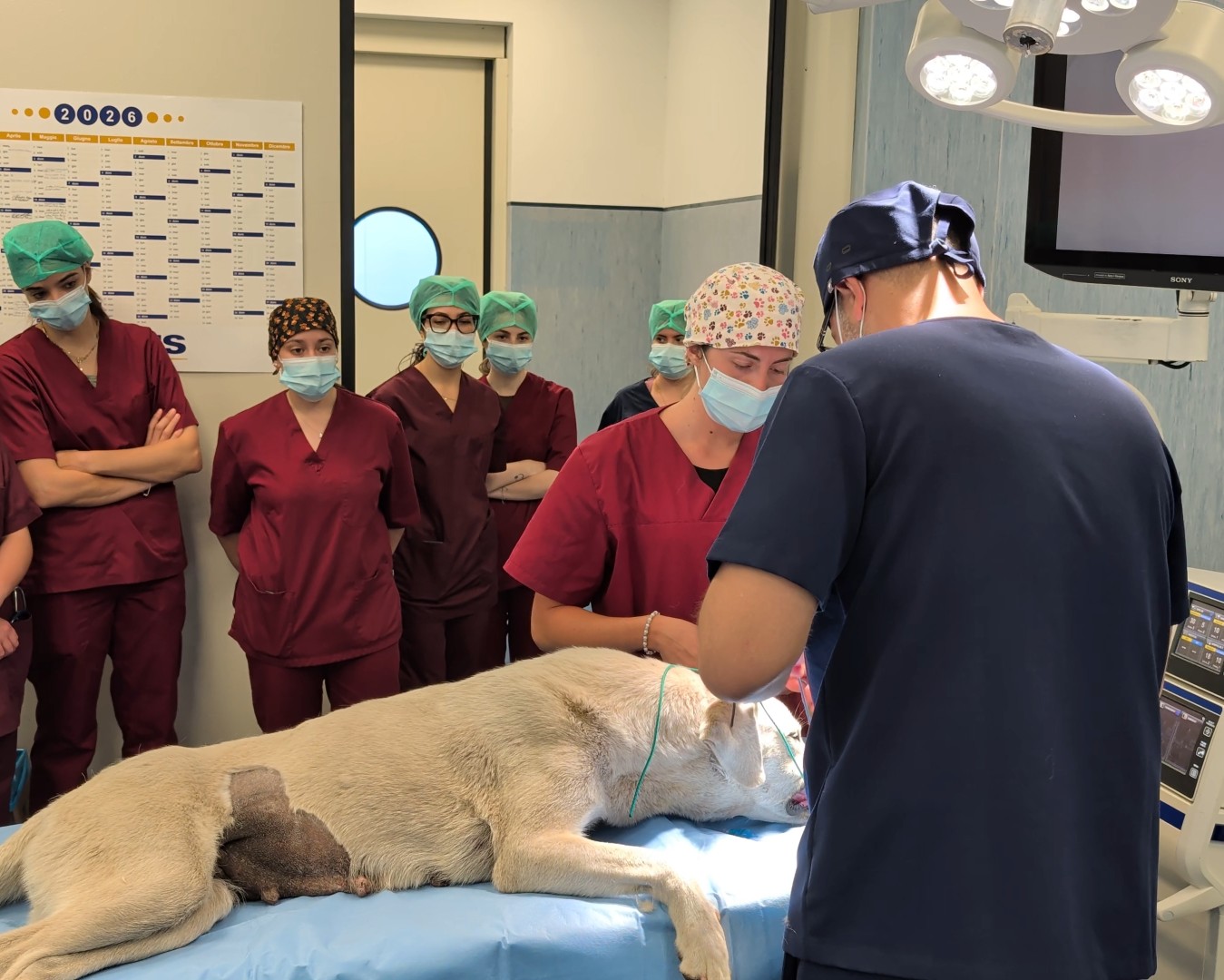 Campagna sterilizzazione cani rurali: l'intervento in sala operatoria
