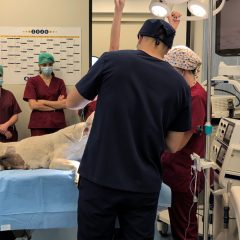Campagna sterilizzazione cani rurali: l'intervento in sala operatoria