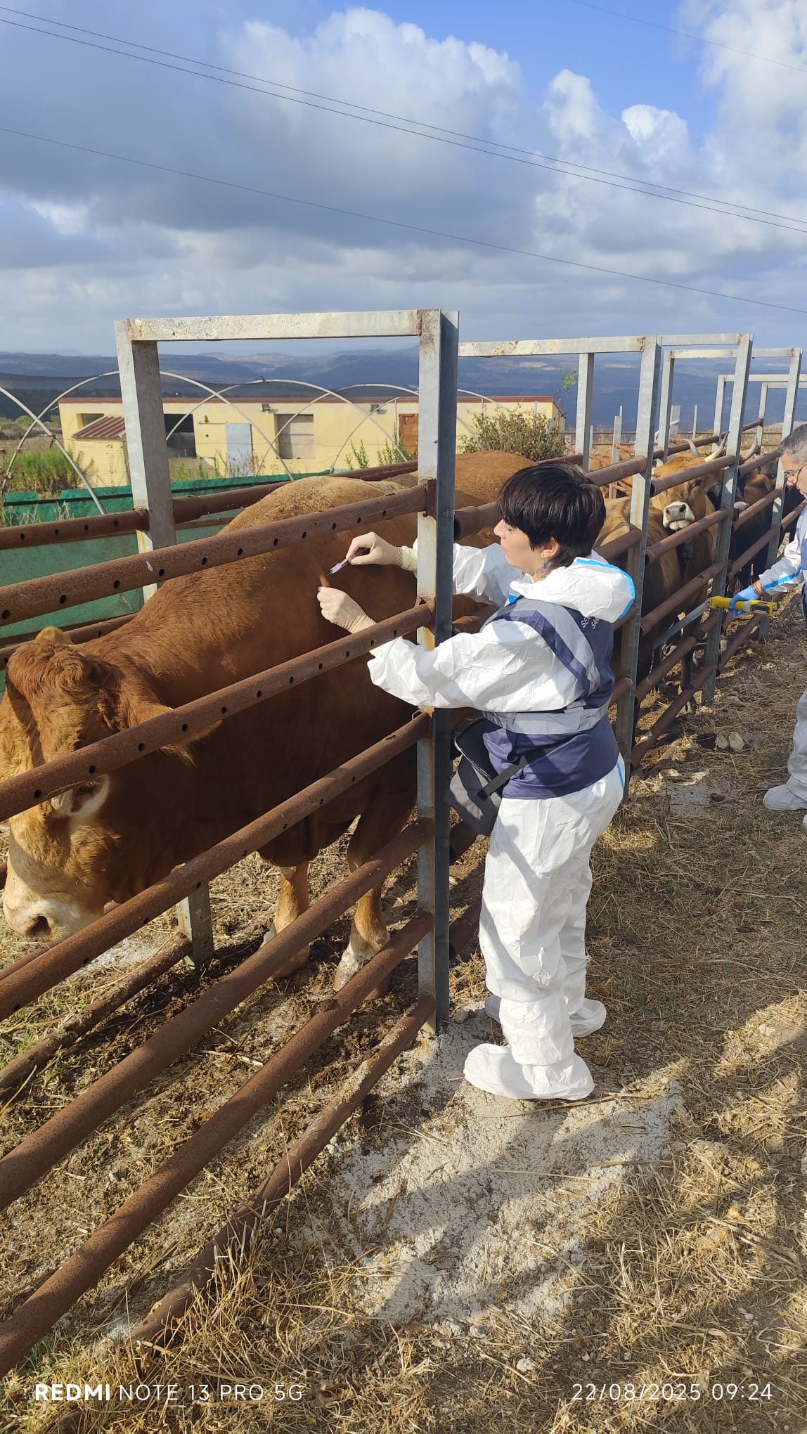 Dermatite nodulare contagiona: la vaccinazione