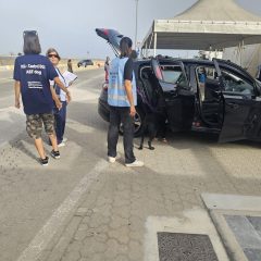 Peste suina africana: controlli al porto