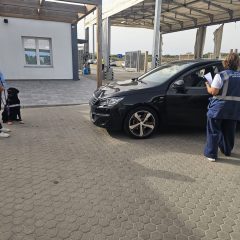 Peste suina africana: controlli al porto