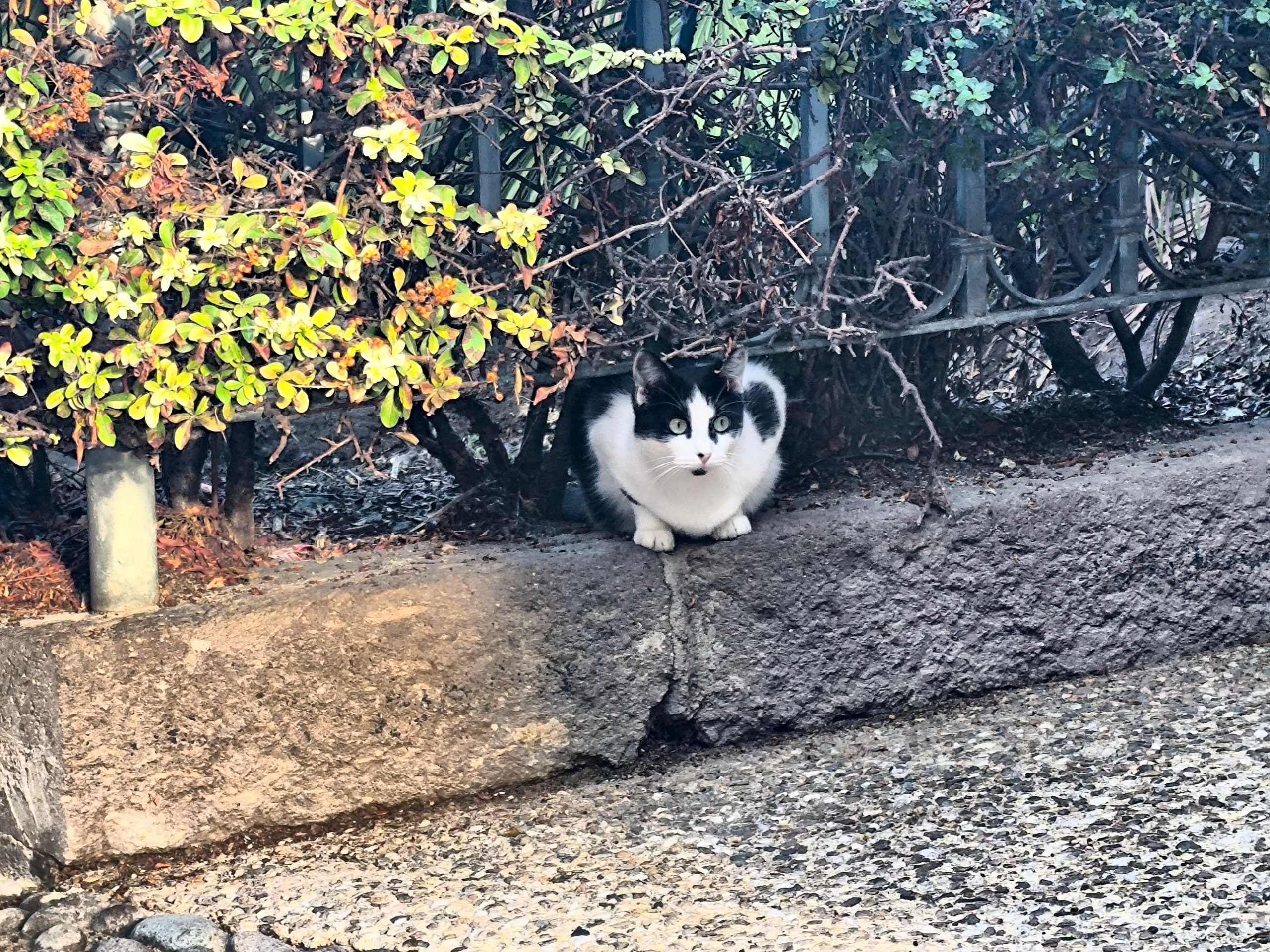 Un gatto libero